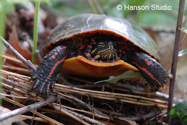 Turtle